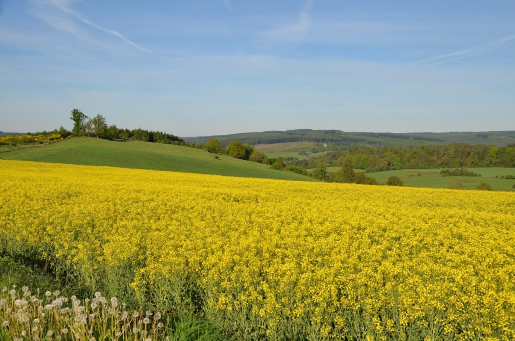 Vue dans la commune de Sainte-Ode